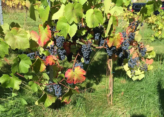 Wein-Hotel Auberge Mistral